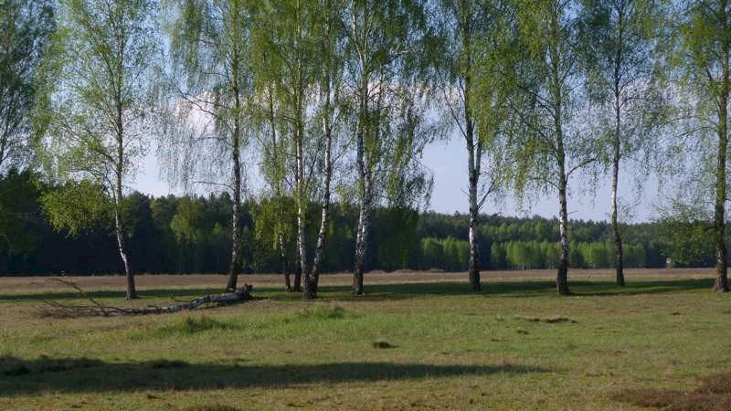 Birkenallee bei Retzow, gepflanzt von der Roten Armee